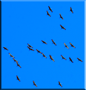 cranes\