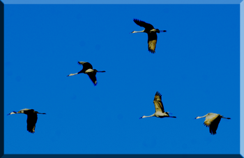 cranes closer up