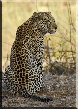 leopard sitting back facing you and head turned to look at you