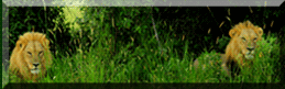 two lion spaced apart about 10 ft in the grass