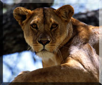 Lion headshot female