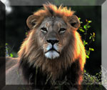 Male lion head