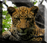 Leopard head in tree